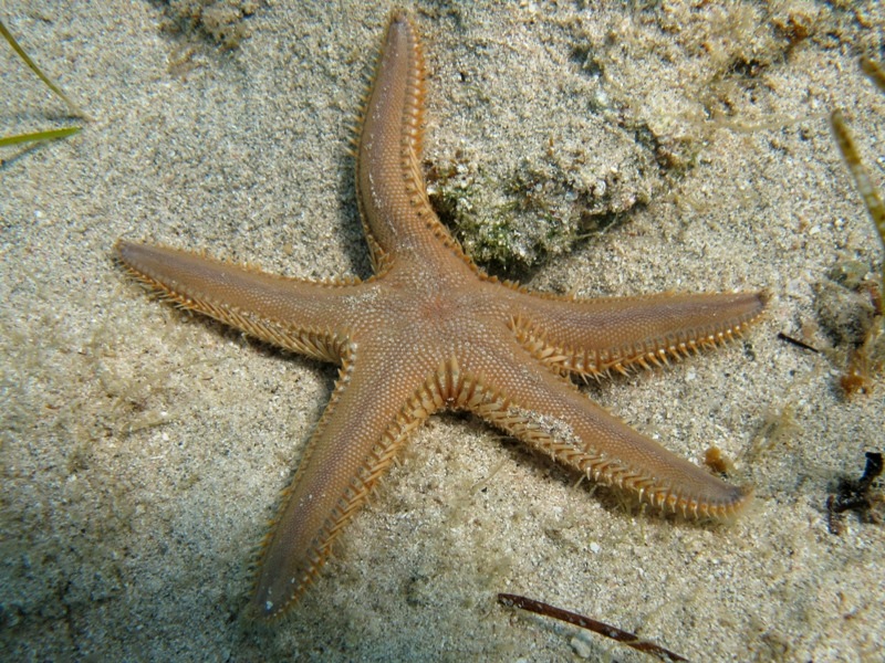 Astropecten platyacanthus (Philippi, 1837)